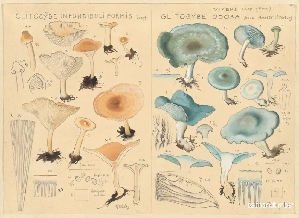 Reproduktion av målningen Clitocybe infundibuliformis och Clitocybe odora - Hans Baldung - Bild 2