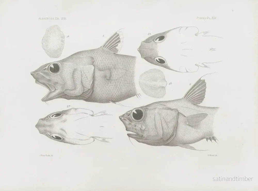 Reproduktion av målningen Mémoires du Muséum de zoologie comparée de Harvard College Pl45 - Musée de Zoologie Comparée de l'Université Harvard - Bild 2