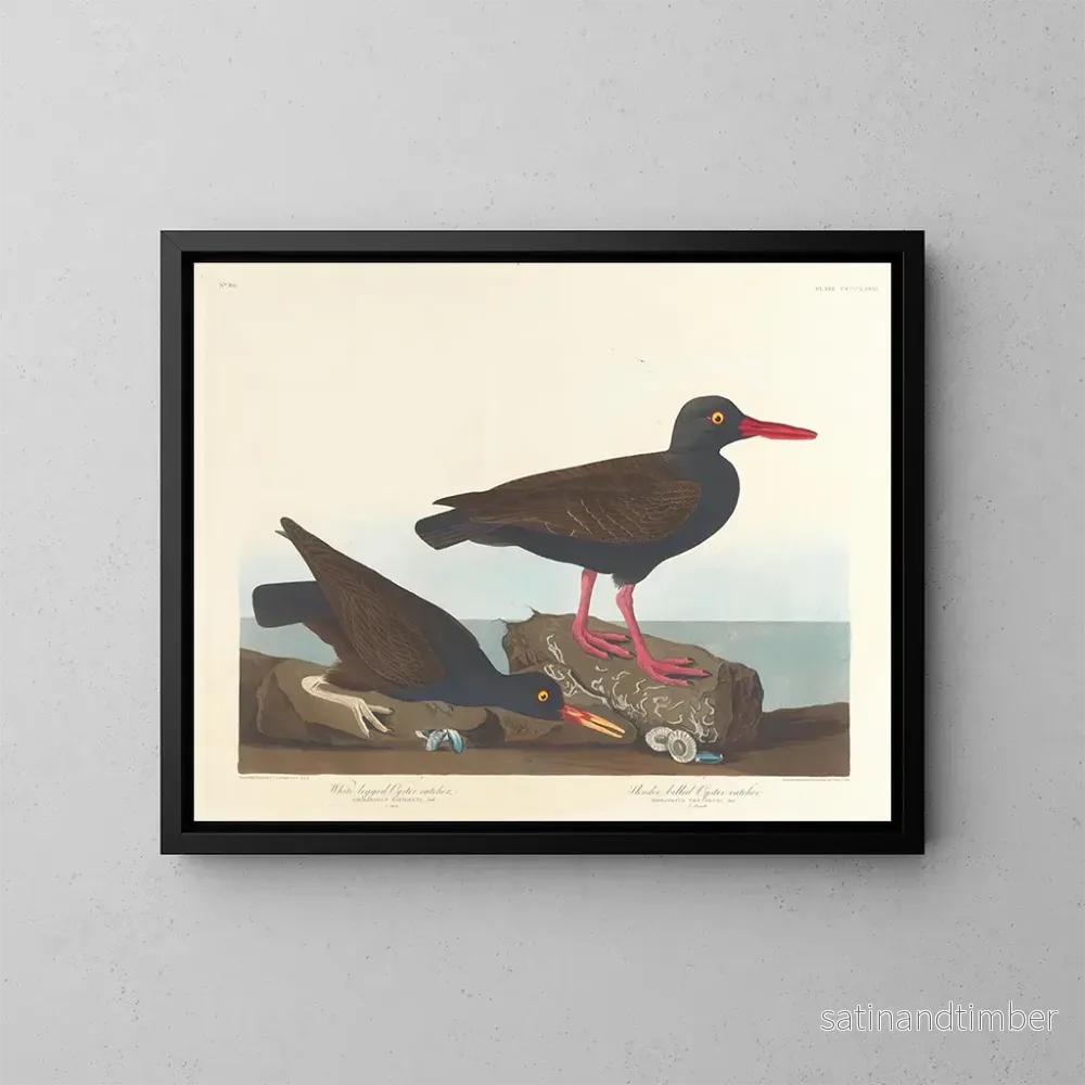 Reproduktion av målningen Huîtrier à pattes blanches Huîtrier à bec fin - John James Audubon