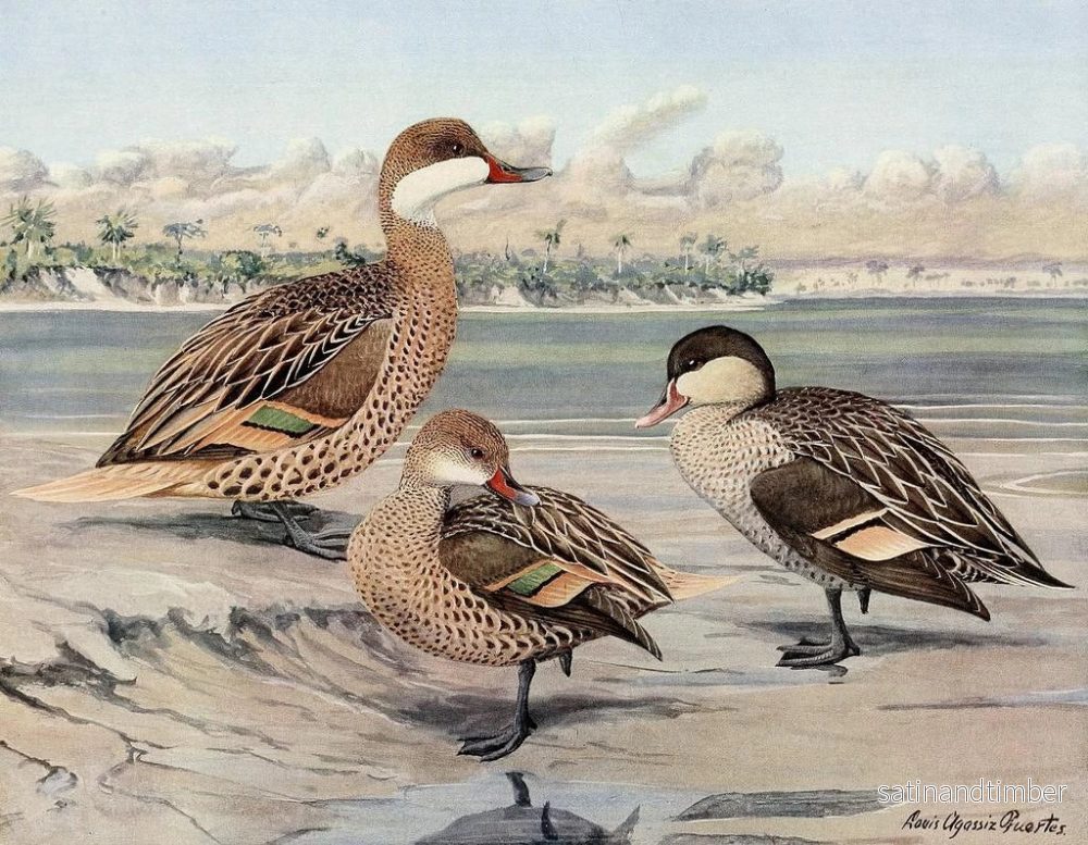 Reproduktion av målningen av Bahamas-ankan, ö-ankan Galápagos-ön, afrikansk röd näbb-anka - Louis Agassiz Fuertes - Bild 2