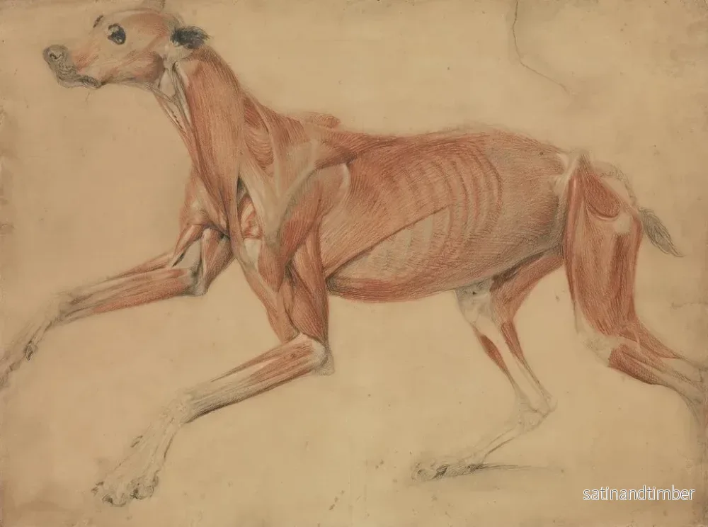 Reproduktion av målningen Studie i full storlek av en hund - Charles Landseer - Bild 2