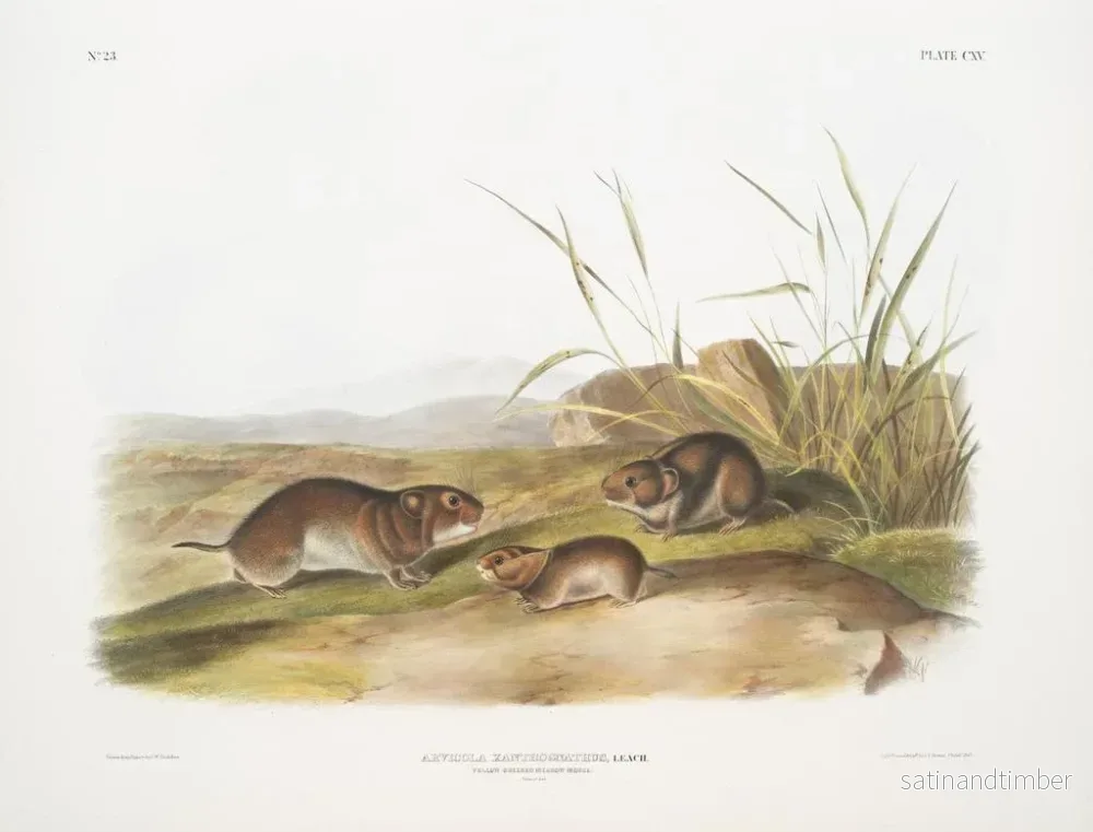 Reproduktion av målningen av prärievargar med gula kinder i naturlig storlek - John Woodhouse Audubon - Bild 2