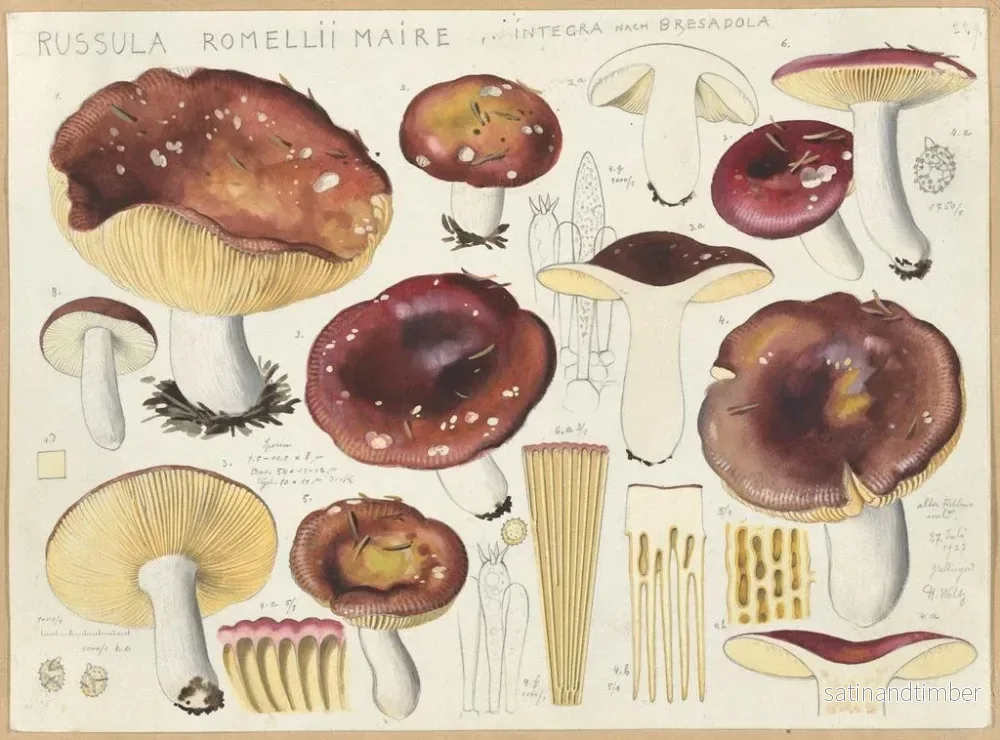 Reproduktion av målningen Russula romellii - Hans Baldung - Bild 2
