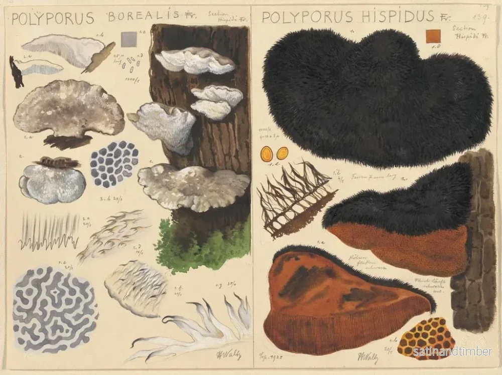 Reproduktion av målningen Poyporus boréal Poyporus hispidus - Hans Baldung - Bild 2