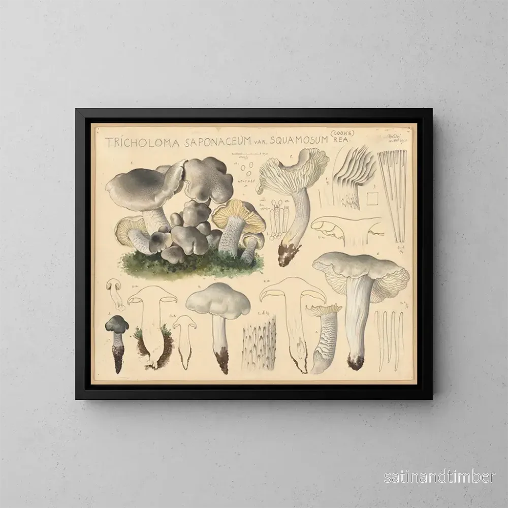 Svampillustration Tricholoma saponaceum var. squamosum – Hans Walty Svampillustration Tricholoma saponaceum var. squamosum – Hans Walty