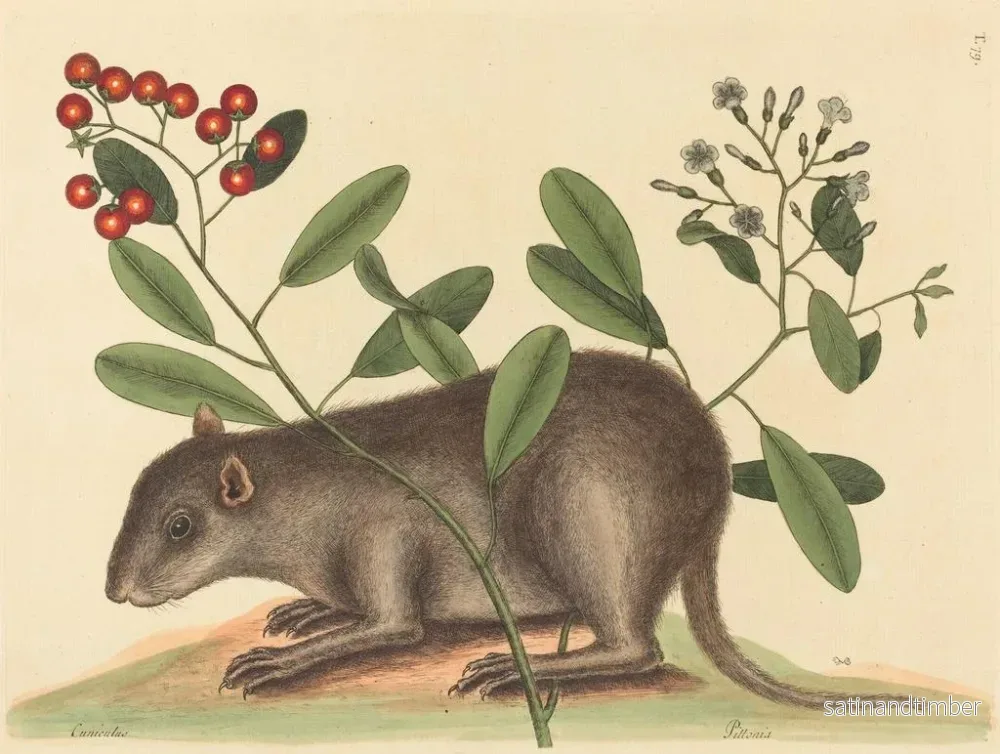 Reproduktion av målningen Le coney des Bahamas - Mark Catesby - Bild 2