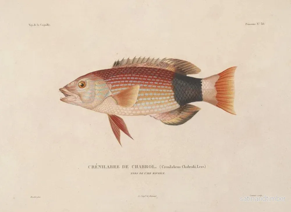 Resa runt världen — plansch 045 — Louis-Isidore Duperrey - Bild 2
