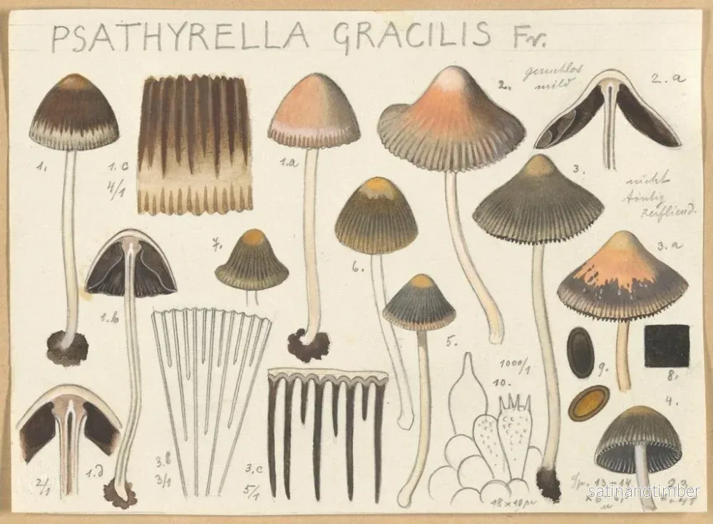 Reproduktion av målningen Psathyrella gracilis - Hans Baldung - Bild 2