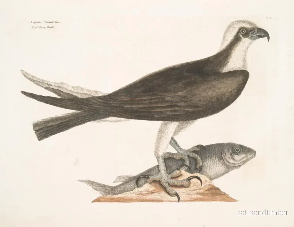 Reproduktion av målningen Le faucon pêcheur - Mark Catesby - Bild 2