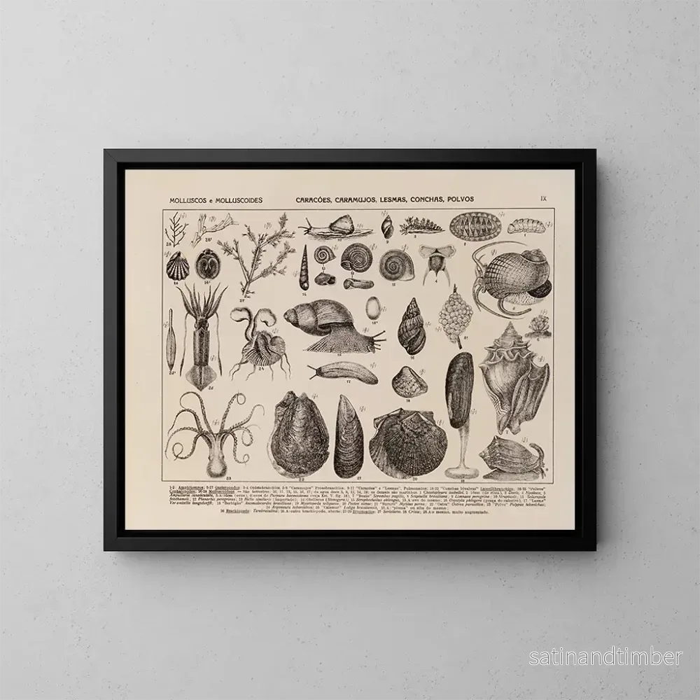 Reproduktion av målningen Atlas de la faune du Brésil Pl09 - Rodolpho von Ihering