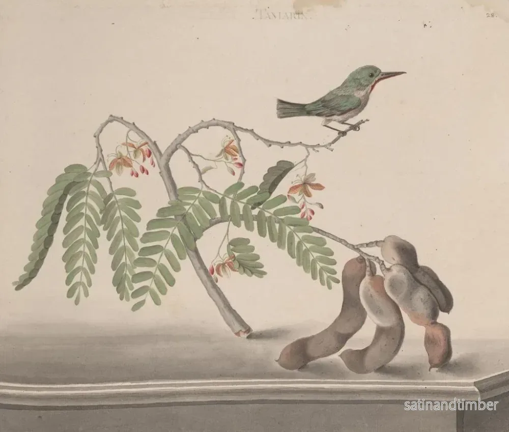 Reproduktion av målningen Histoire naturelle de Saint-Domingue Pl159 - René de Rabi - Bild 2