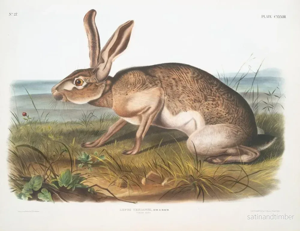 Reproduktion av målningen av en manlig texansk hare i naturlig storlek - John Woodhouse Audubon - Bild 2