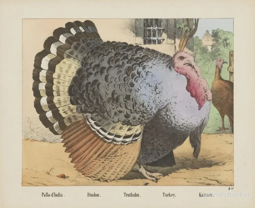 Reproduktion av målningen Dinde - Joseph Scholz - Bild 2
