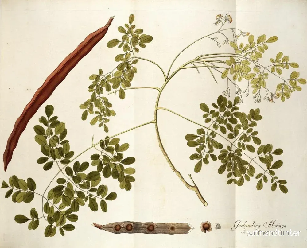 Reproduktion av målningen Guilandina moringa - Nikolaus Joseph Freiherr von Jacquin - Bild 2