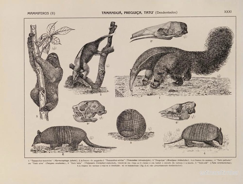 Reproduktion av målningen Atlas över Brasiliens fauna Pl31 - Rodolpho von Ihering - Bild 2