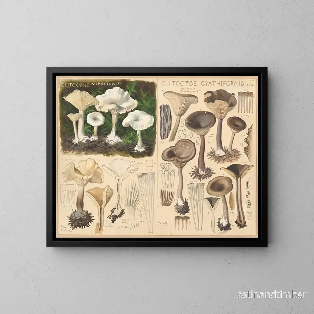 Reproduktion av målningen Clitocybe vibecina och Clitocybe cyathiformis - Hans Baldung