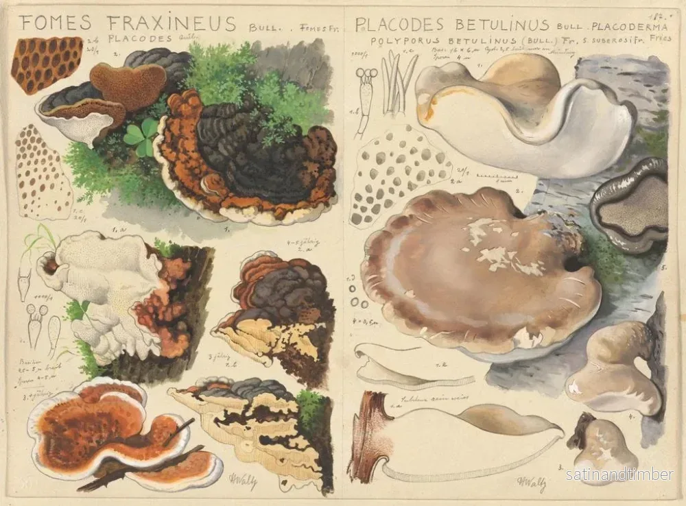 Reproduktion av målningen Fomes fraxineus och Placodes betulinus - Hans Baldung - Bild 2