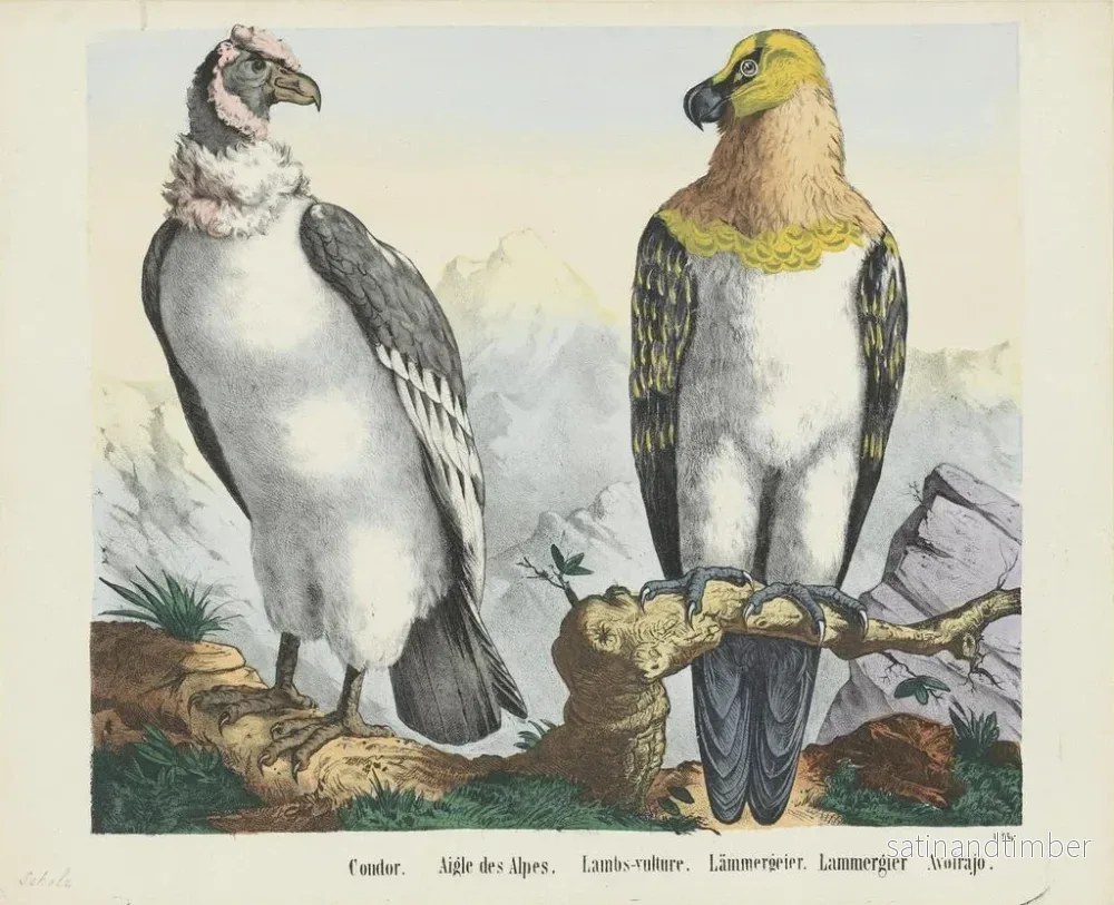 Reproduktion av målningen Condor - Joseph Scholz - Bild 2