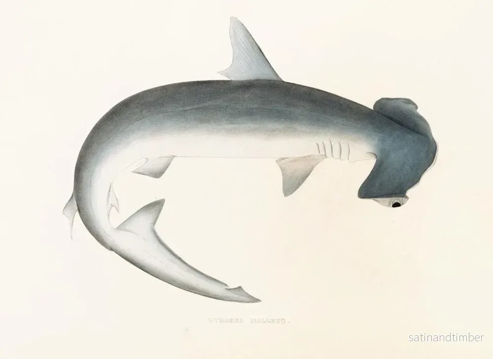 Reproduktion av målningen Faune japonaise Pl155 - Philipp Franz Balthasar von Siebold - Bild 2