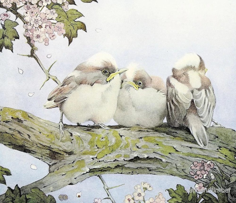 Reproduktion av målningen av Långstjärtmesen - Edward Julius Detmold - Bild 2