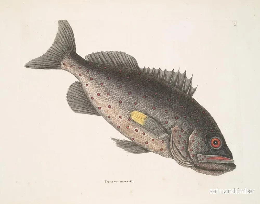 Reproduktion av målningen av giftig fiskstim v Le RockFish - Mark Catesby - Bild 2