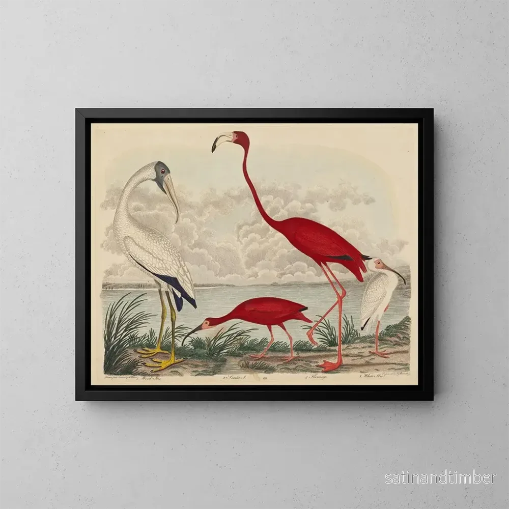 Reproduktion av målningen Ibis rouge, flamant et ibis blanc - John G. Warnicke