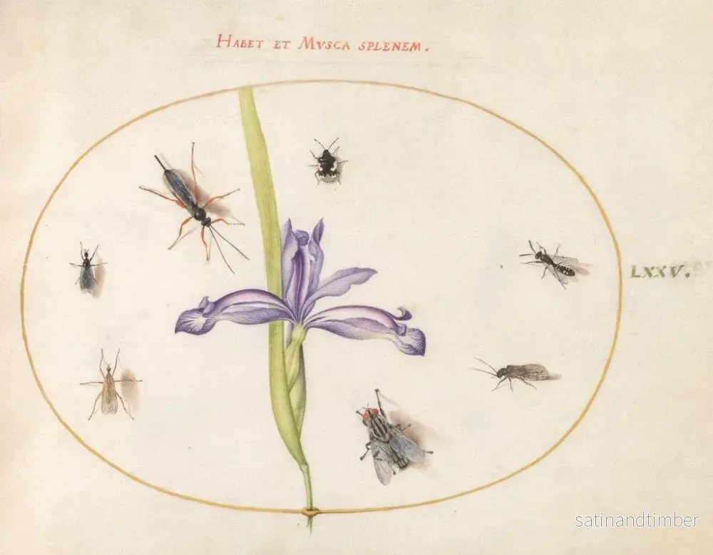 Reproduktion av målningen Platine 75 En fluga och andra insekter med ett iris - Joris Hoefnagel - Bild 2