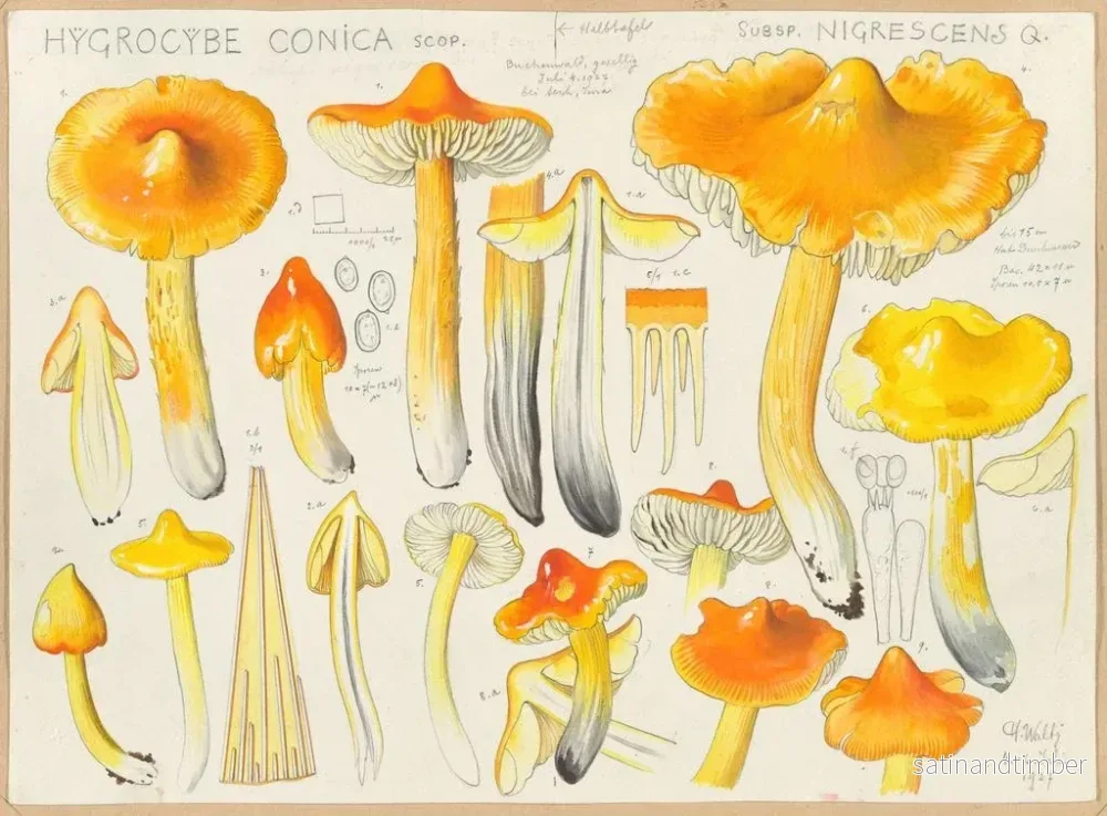 Reproduktion av målningen Hygrocybe conica subsp. nigrescens - Hans Baldung - Bild 2
