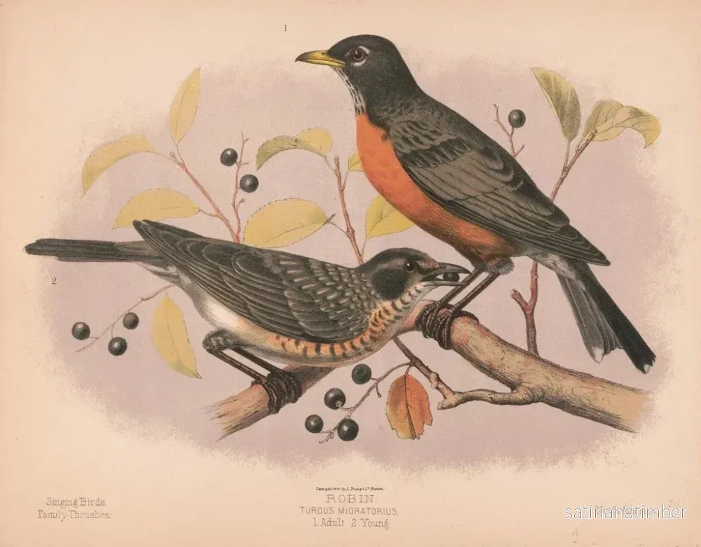 Reproduktion av målningen Merle migrateur 1 Vuxen 2 Ungfåglar - Louis Prang Co - Bild 2