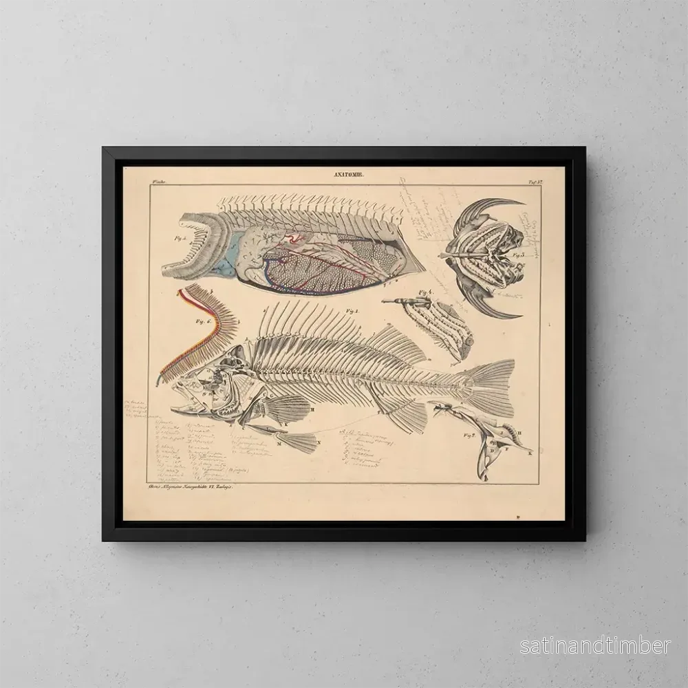 Reproduktion av målningen Illustrationer av den allmänna naturhistorien av Oken för alla tillstånd Pl103 - Lorenz Oken
