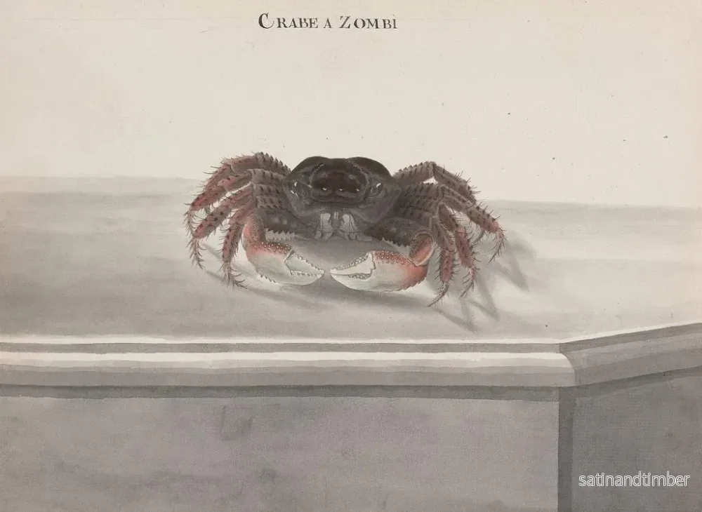 Reproduktion av målningen Histoire naturelle de Saint-Domingue Pl130 - René de Rabi - Bild 2