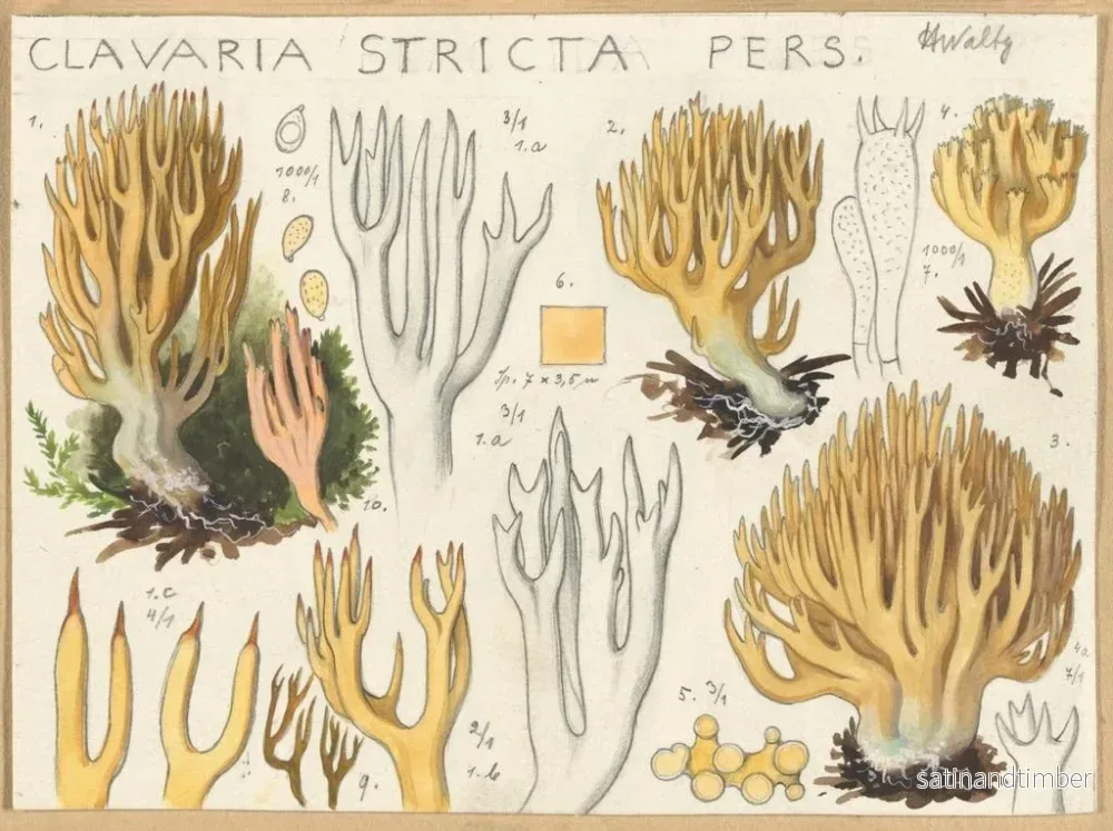 Reproduktion av målningen Clavaria stricte - Hans Baldung - Bild 2