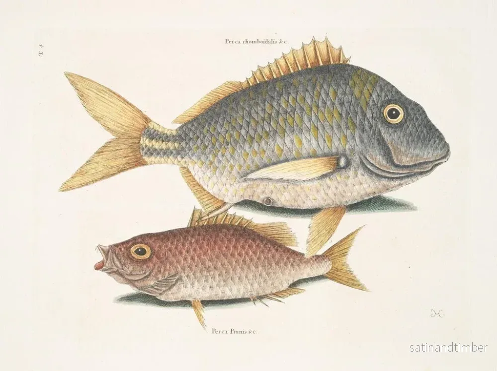 Reproduktion av målningen Le poisson porc Perca rhomboidalis et le chef d'école Perca pinnis - Mark Catesby - Bild 2