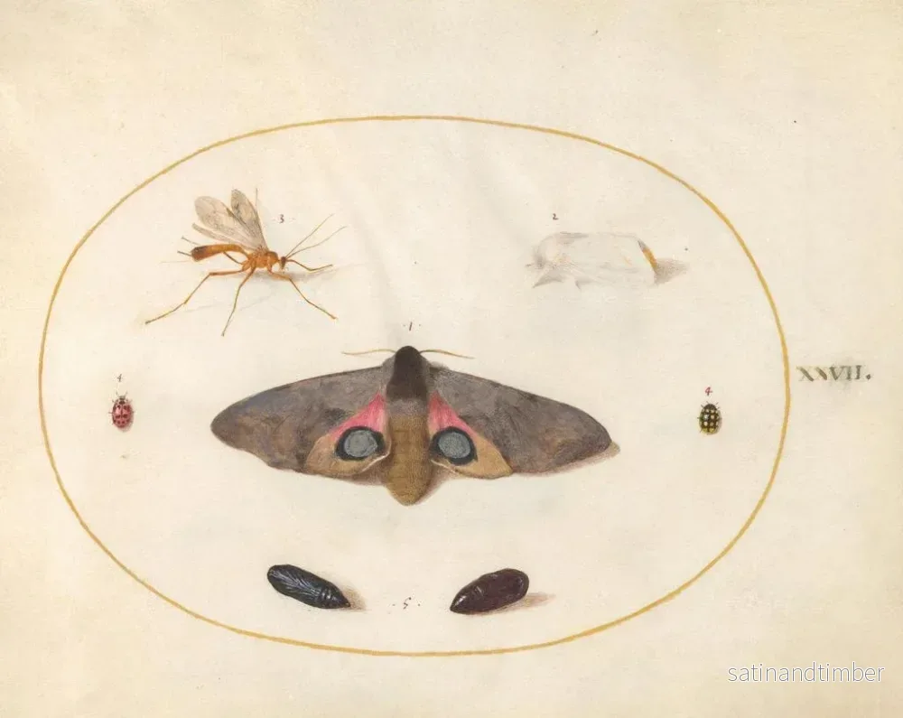 Reproduktion av målningen Platine 27 Un Sphinx à yeux, deux chrysalides et d'autres insectes - Joris Hoefnagel - Bild 2