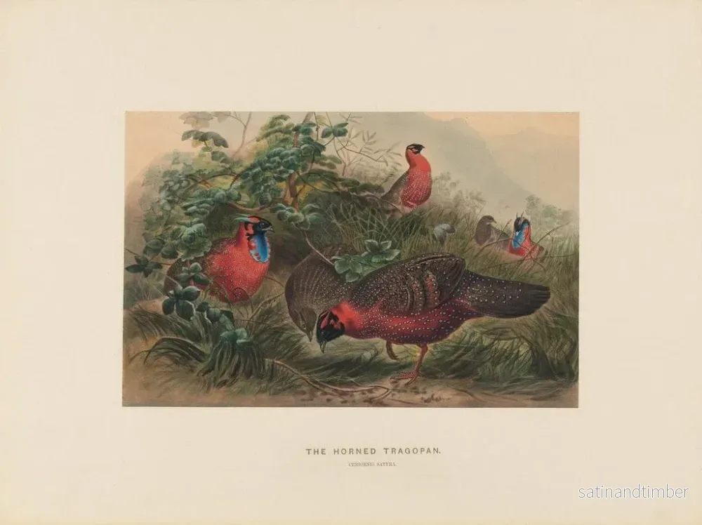 Reproduktion av målningen Le Tragopan cornu - Joseph Wolf - Bild 2