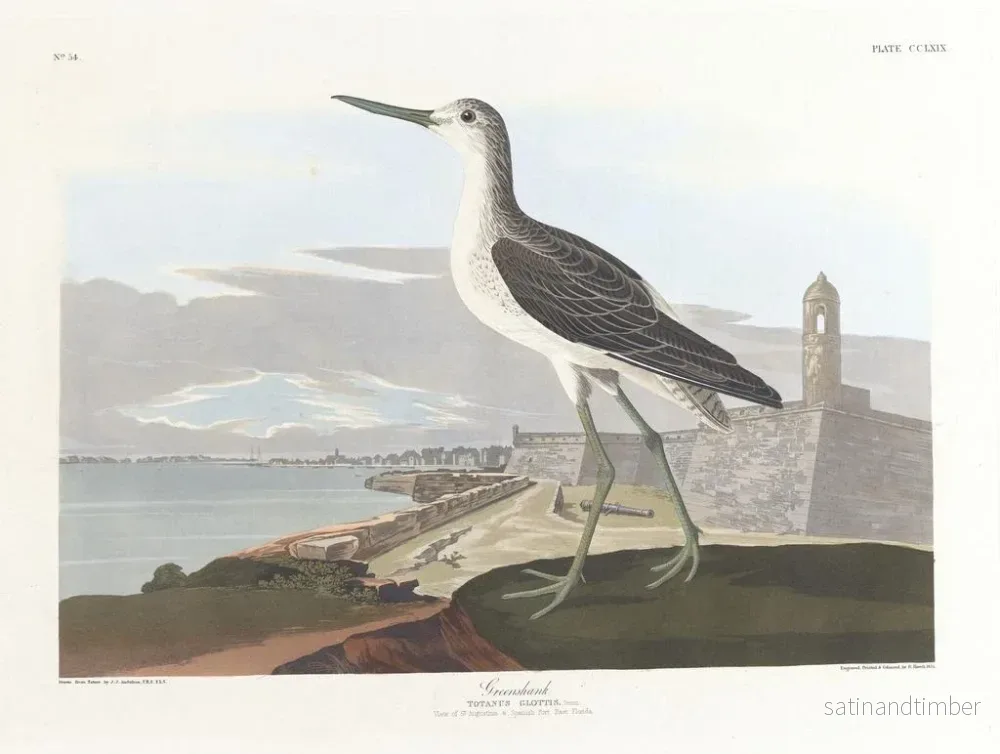 Reproduktion av målningen Barge à queue noire - John James Audubon - Bild 2