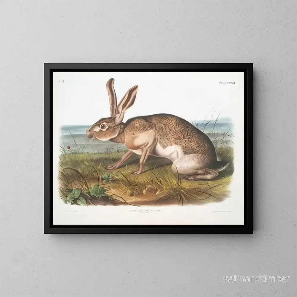 Reproduktion av målningen av en manlig texansk hare i naturlig storlek – John Woodhouse Audubon Reproduktion av målningen av en manlig texansk hare i naturlig storlek – John Woodhouse Audubon