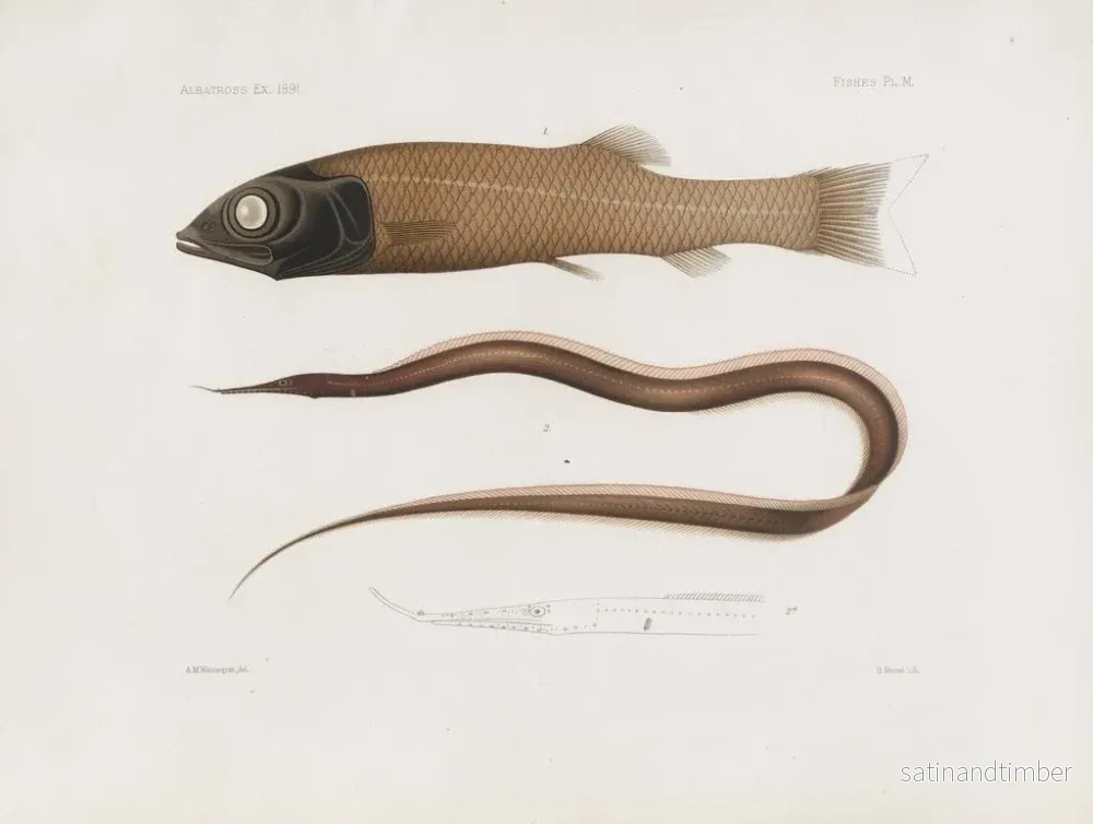 Reproduktion av målningen Mémoires du Muséum de zoologie comparée de Harvard College Pl96 - Musée de Zoologie Comparée de l'Université Harvard - Bild 2