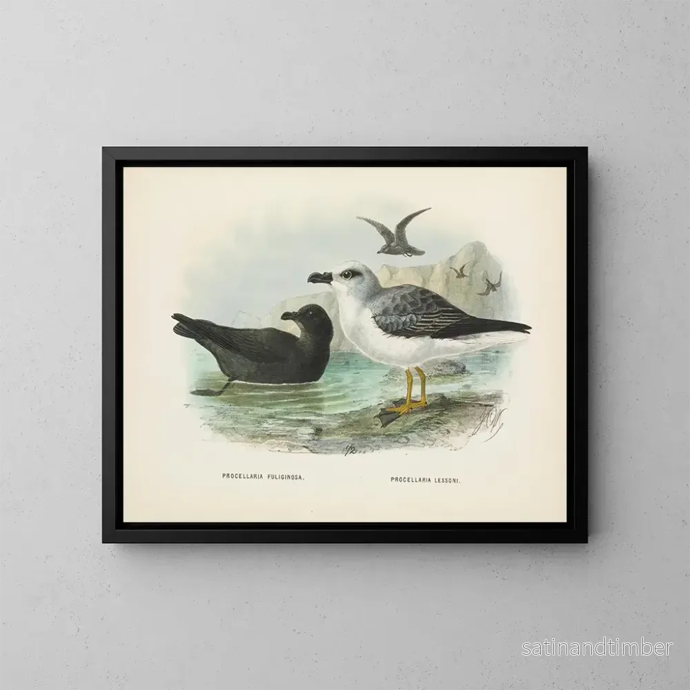 Reproduktion av målningen Puffin fuligineux och Puffin de Lessoni - John Gerrard Keulemans