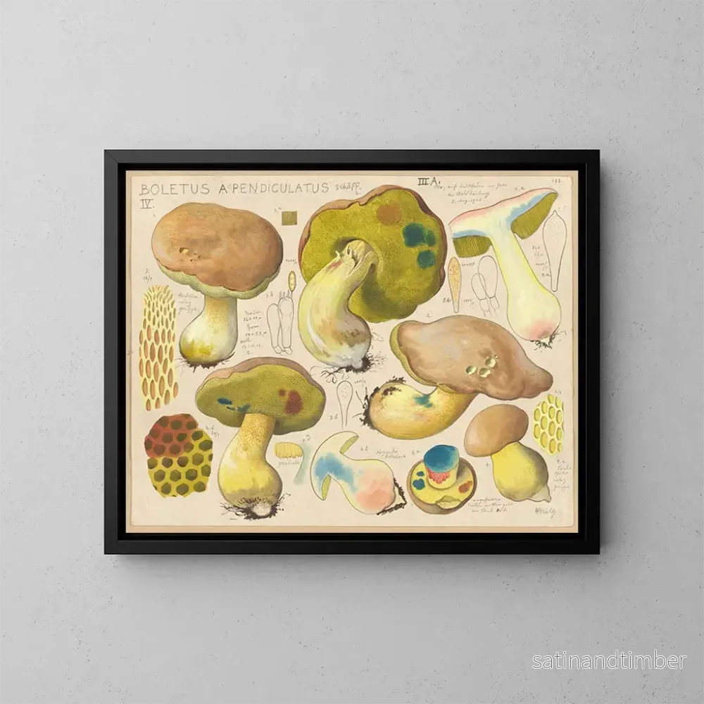Reproduktion av målningen Boletus appendiculatus – Hans Baldung Reproduktion av målningen Boletus appendiculatus – Hans Baldung