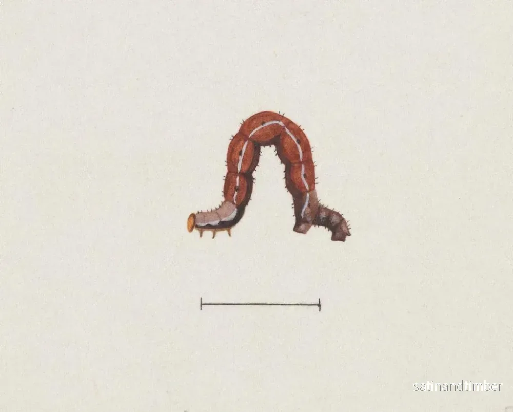 Reproduktion av målningen akvarell av entomologi Pl003 - George Hudson - Bild 2