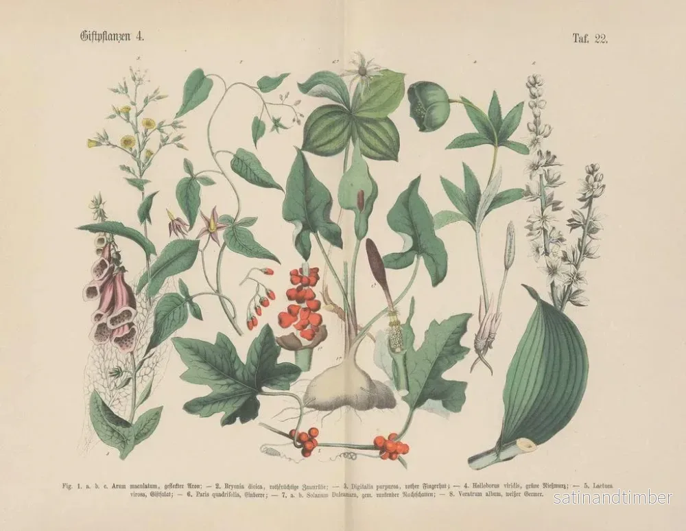 Reproduktion av målningen Manuel de botanique pratique en mots et en images Pl22 - Carl Hoffmann - Bild 2