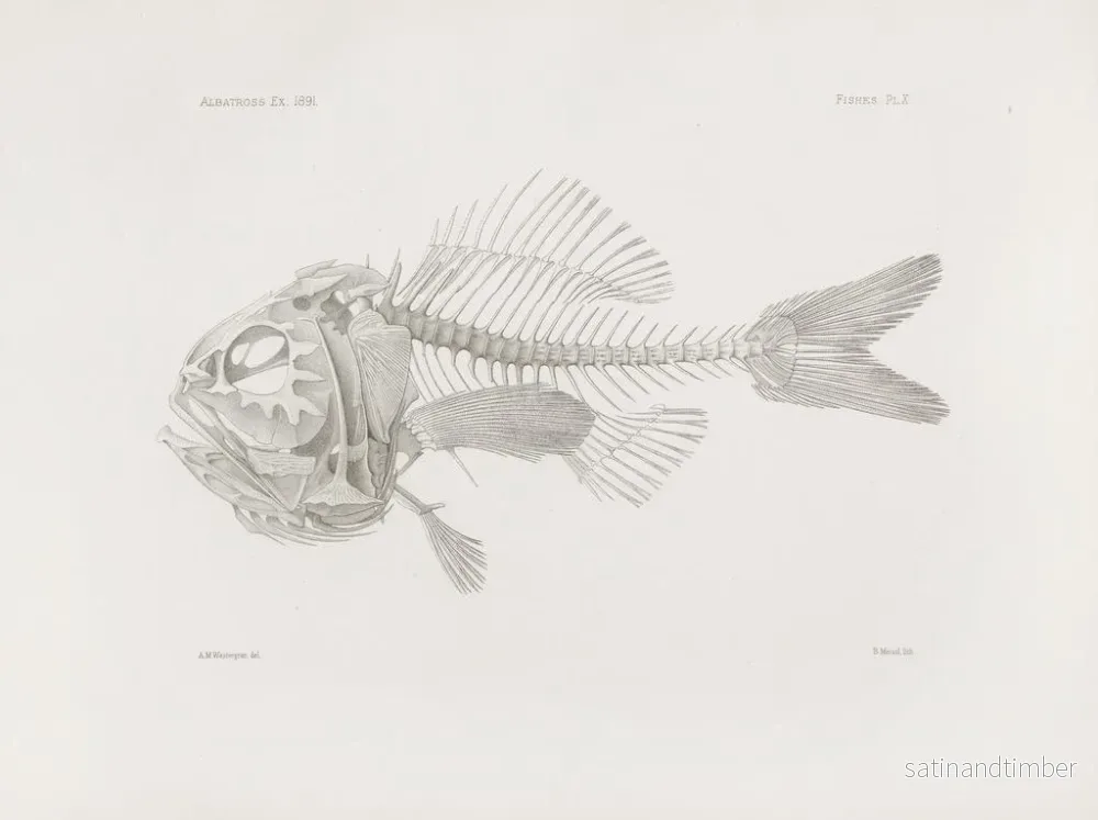 Reproduktion av målningen Mémoires du Muséum de zoologie comparée de Harvard College Pl10 - Musée de Zoologie Comparée de l'Université Harvard - Bild 2