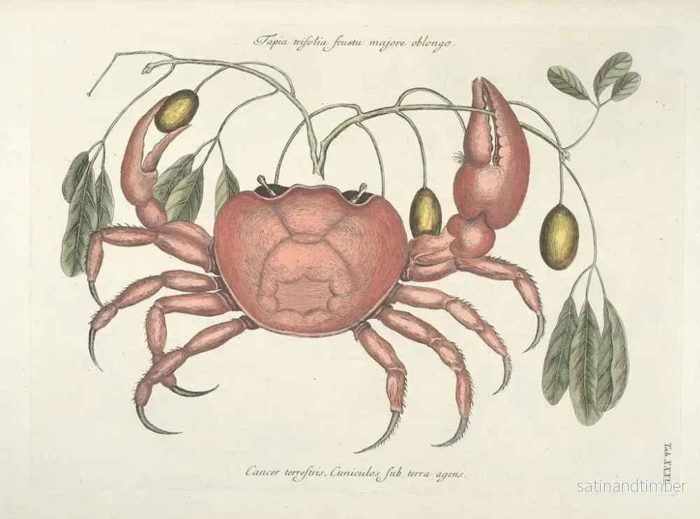 Reproduktion Bilder av fisk, ormar, insekter – Mark Catesby — plansch 032 - Bild 2