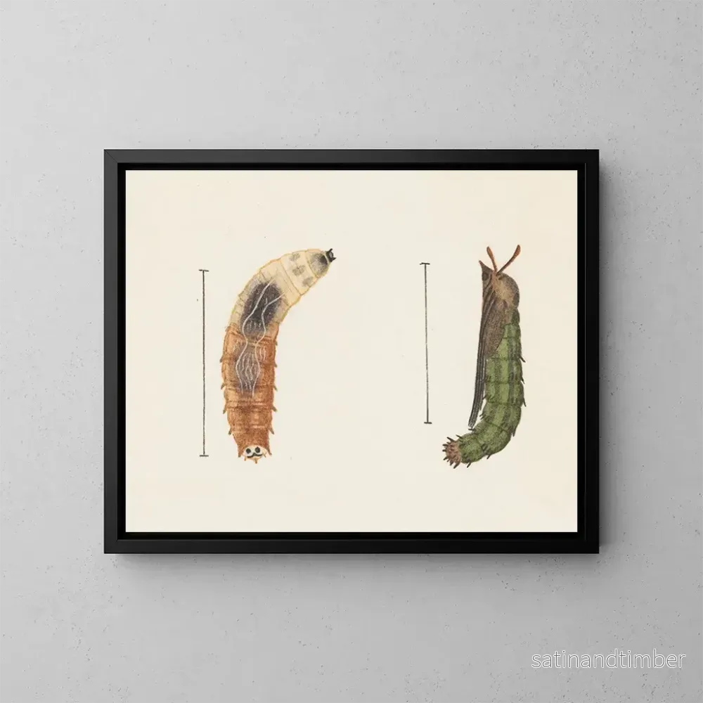 Reproduktion av målningen Aquarelle d'entomologie Pl012 - George Hudson