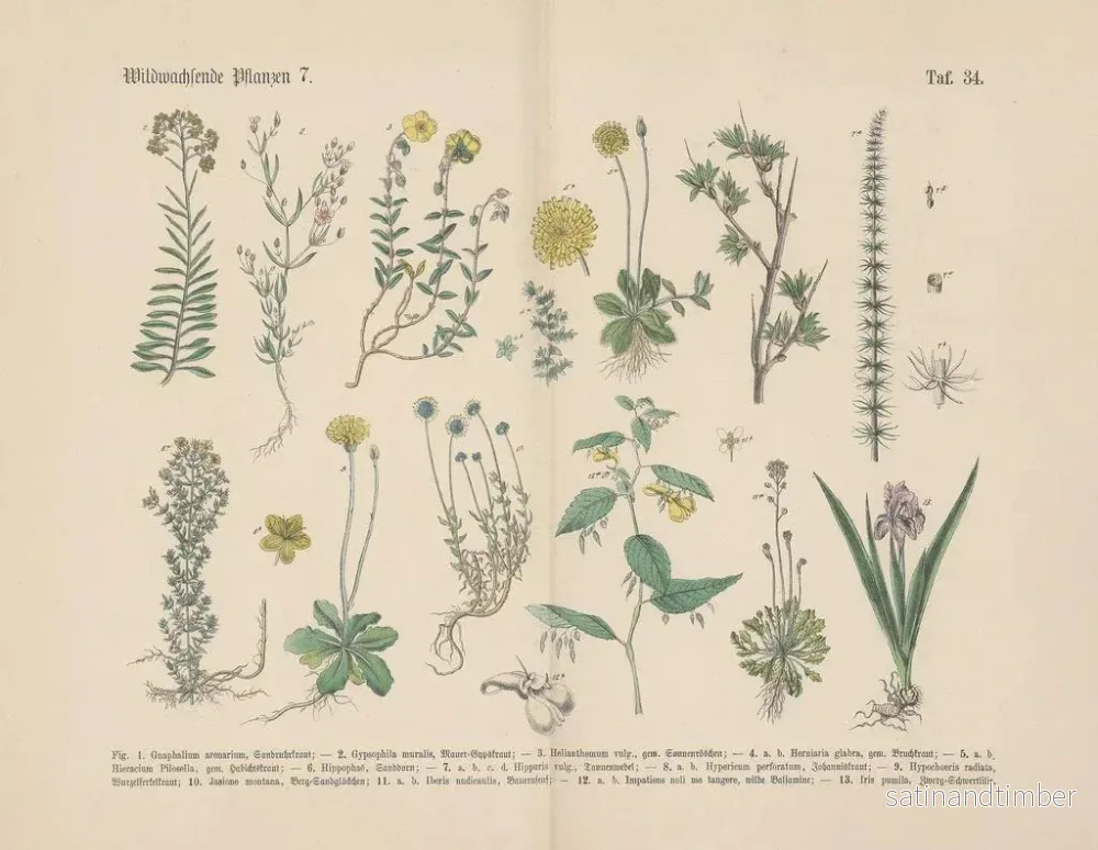 Reproduktion av målningen Manuel praktisk botanikkonsttryck i ord och bilder Pl34 - Carl Hoffmann - Bild 2