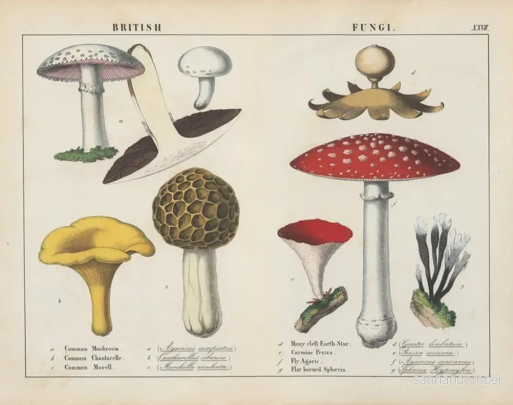 Reproduktion av målningen Fungi britanniques - Charlotte Mary Yonge - Bild 2