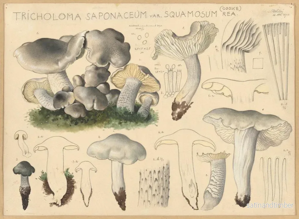 Svampillustration Tricholoma saponaceum var. squamosum – Hans Walty - Bild 2