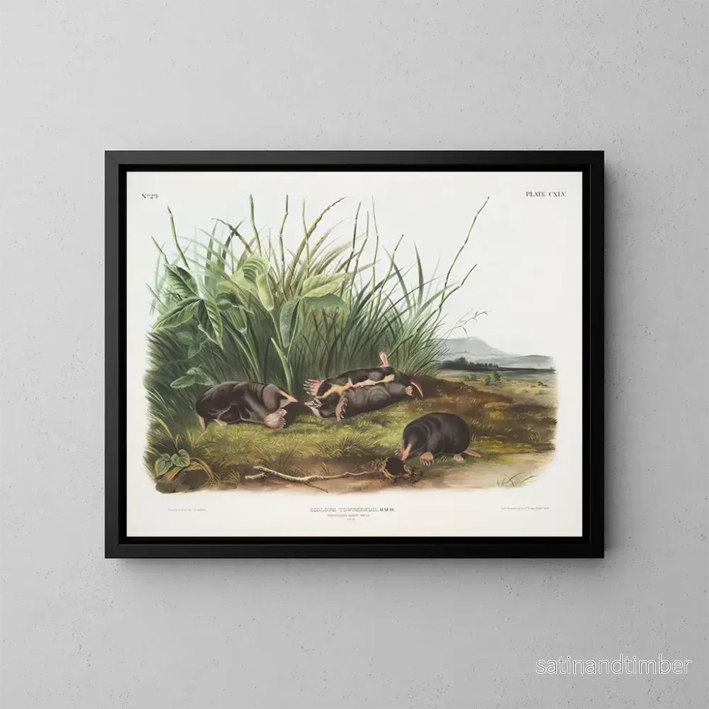 Reproduktion av målningen Sorex townsendii, naturlig storlek - John Woodhouse Audubon