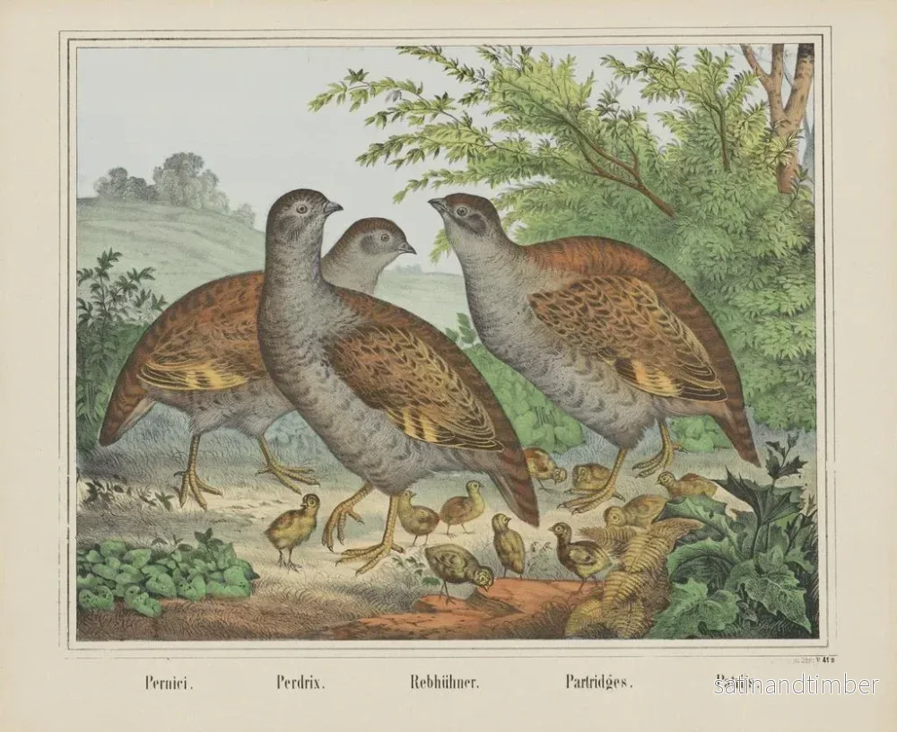 Reproduktion av målningen Perdreaux - Joseph Scholz - Bild 2